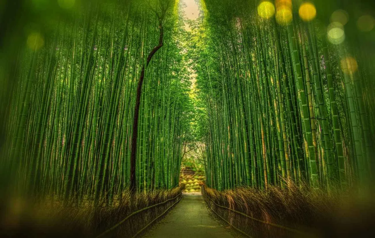 Japan – Sagano Bamboo Forest